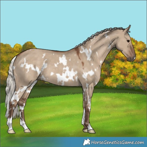 Horse Color:White Spotted Silver Grullo 