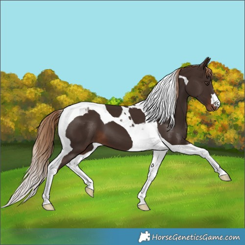 Horse Color:Liver Chestnut Tobiano 
