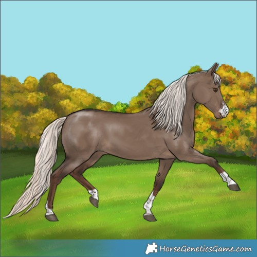 Horse Color:Liver Red Dun Mushroom Sabino Tobiano