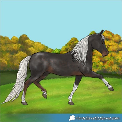 Horse Color:Liver Chestnut Mushroom Tobiano Rabicano