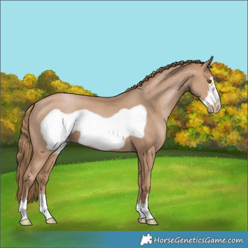 Horse Color:Black Pearl Frame 