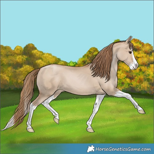 Horse Color:Grullo Pearl Splash 