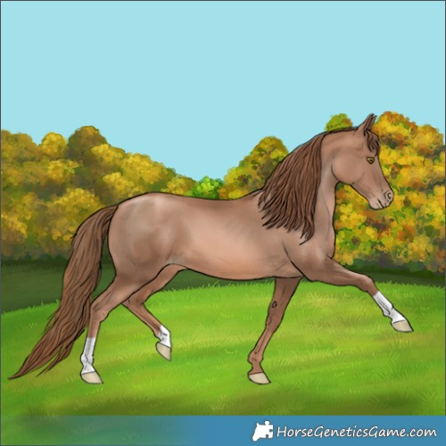 Horse Color:Liver Chestnut Pearl