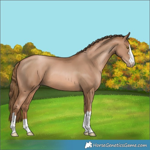Horse Color:Liver Chestnut Pearl