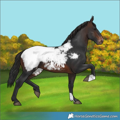 Horse Color:Brown Snowcap 
