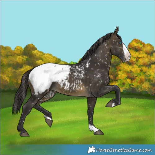 Horse Color:Buckskin Splash Snowcap 