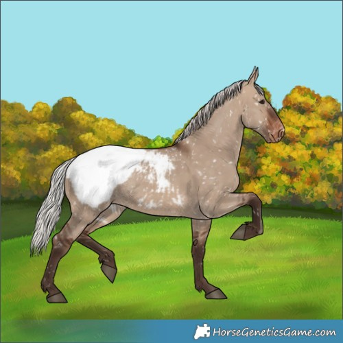 Horse Color:Silver Brown Dun Snowcap 