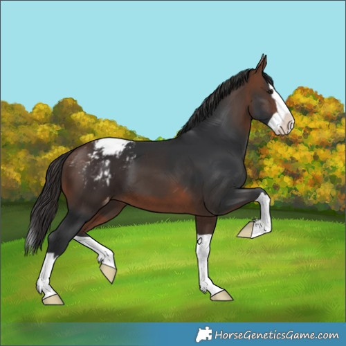Horse Color:Bay Splash Varnish