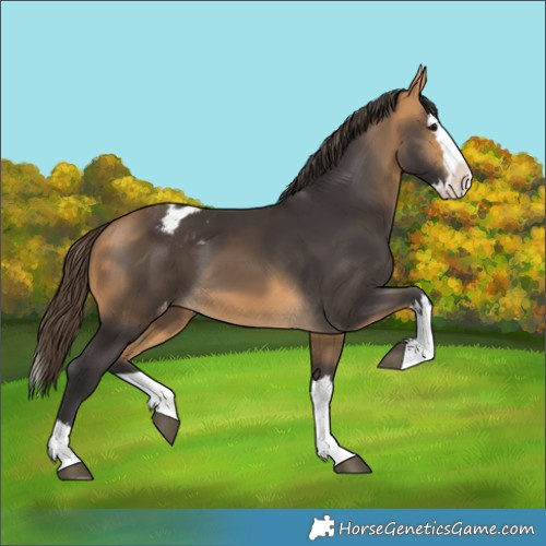 Horse Color:Buckskin Splash Varnish 