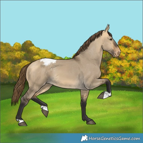 Horse Color:Buckskin Dun Varnish