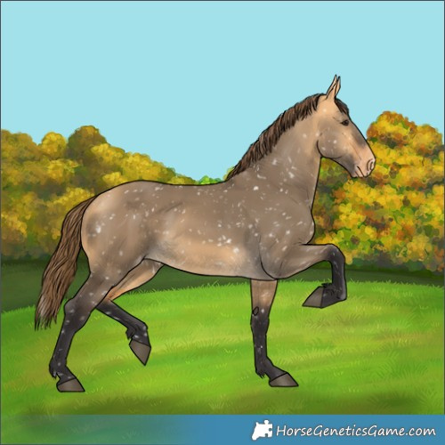 Horse Color:Buckskin Dun Snowflake Varnish