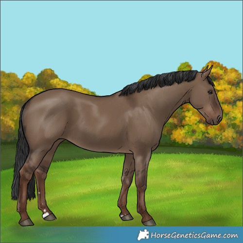 Horse Color:Liver Red Dun Rabicano 