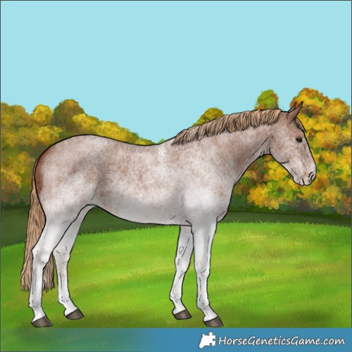 Horse Color:White Spotted Red Roan 