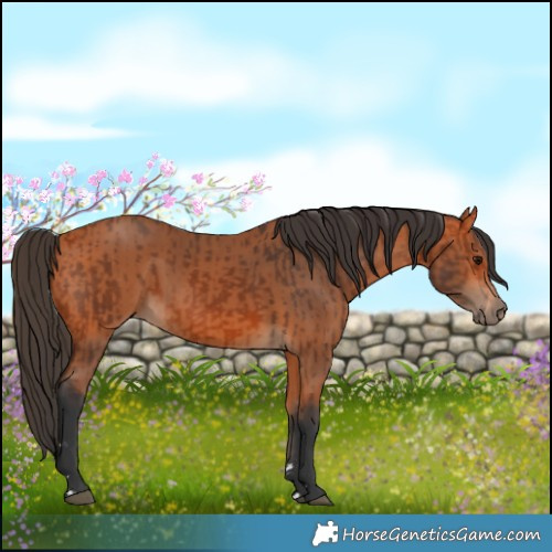 Horse Color:Bay  and Bay 