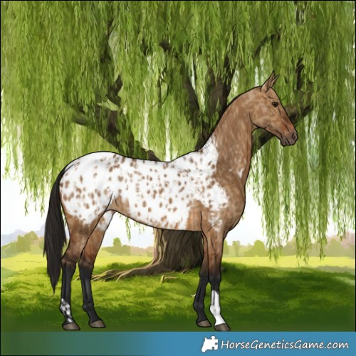 Horse Color:Gray Bay Dun Appaloosa  and Gray Bay Dun Appaloosa 