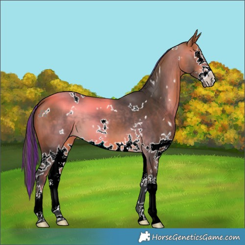 Horse Color:Painted White Spotted Bay Splash 