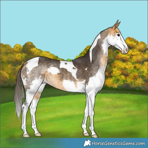 Horse Color:Buckskin Splash Tobiano Rabicano 