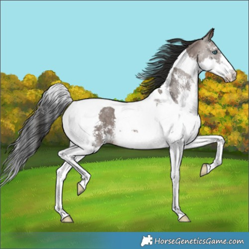 Horse Color:Brown Dun Sabino Splash Tobiano