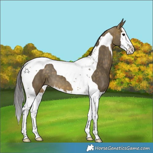 Horse Color:Buckskin Dun Splash Tobiano