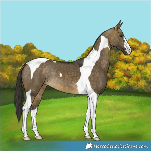 Horse Color:Buckskin Dun Tobiano 