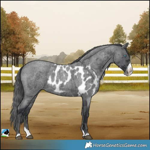 Horse Color:Blue Roan Merle Splash Frame Skewed LP Spotted