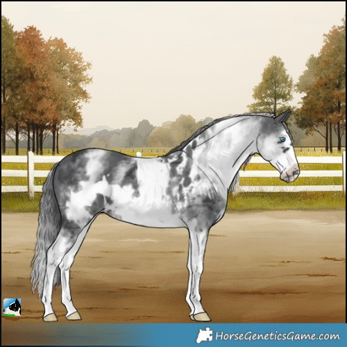 Horse Color:White Spotted Black Merle Splash Frame Skewed LP Spotted 