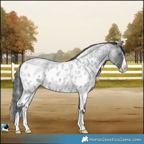 Horse Color:Blue Roan Merle Splash Frame Skewed LP Spotted