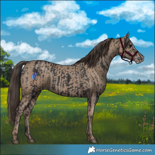 Horse Color:Black and Classic Champagne