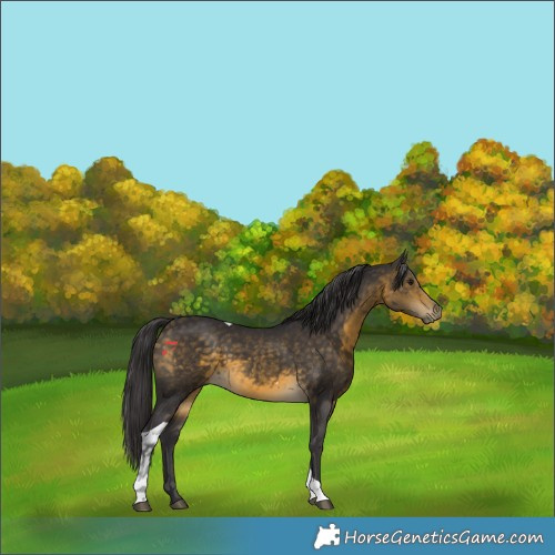 Horse Color:Buckskin Tobiano