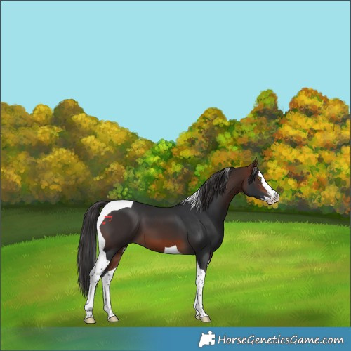 Horse Color:Bay Splash Tobiano 