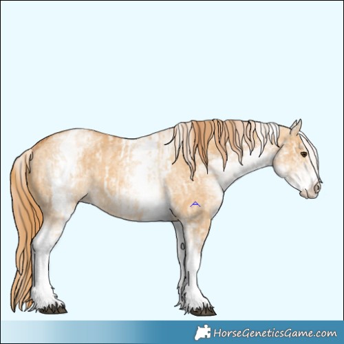 Horse Color:White Spotted Red Dun Rabicano  and White Spotted Red Dun Rabicano 