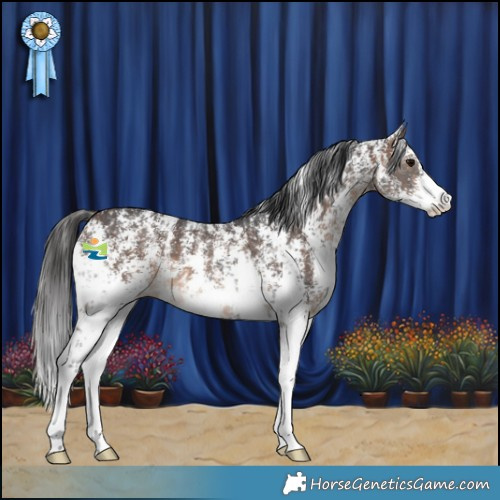 Horse Color:Black Sabino  and Brown Sabino 