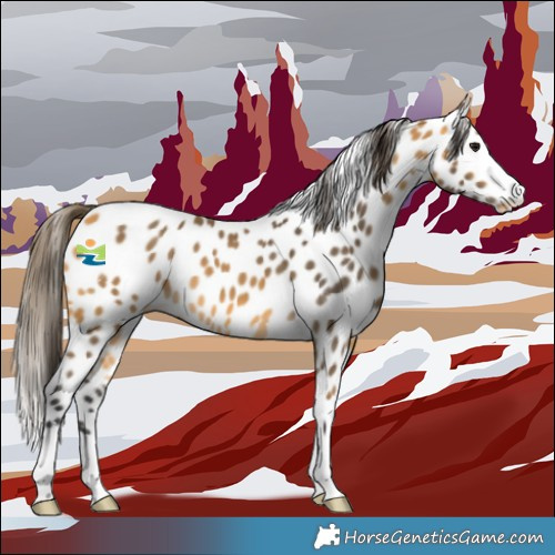 Horse Color:Buckskin Appaloosa 