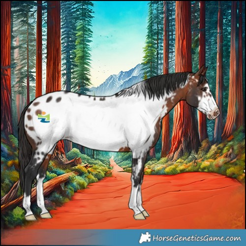 Horse Color:Bay Frame Appaloosa