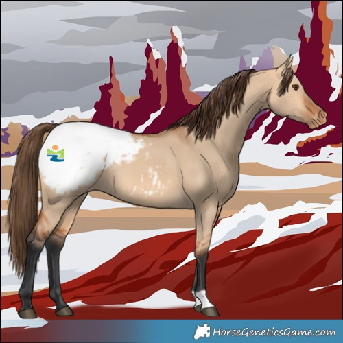 Horse Color:Bay Dun Appaloosa 