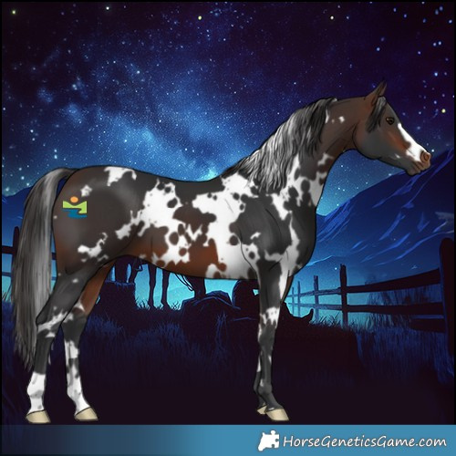 Horse Color:White Spotted Brown 