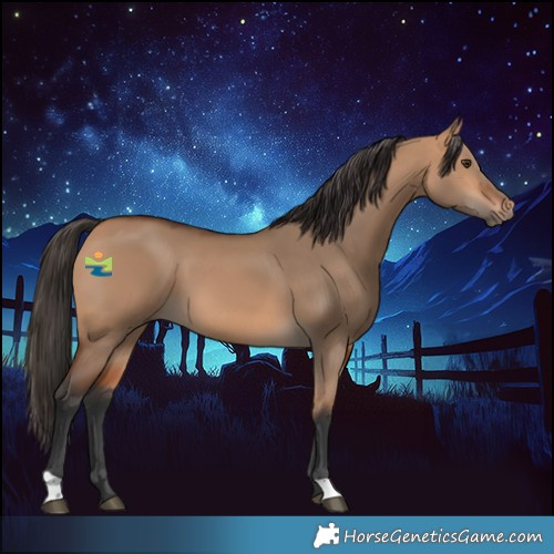 Horse Color:Bay Dun 