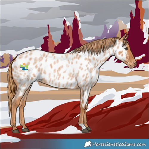 Horse Color:Red Roan Appaloosa