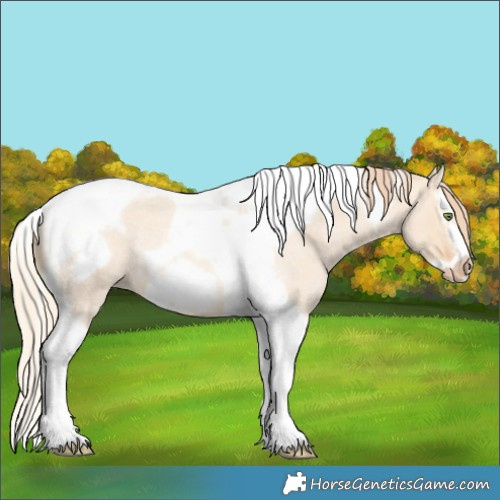 Horse Color:Gold Champagne Roan Dun Splash Tobiano Frame Appaloosa Rabicano 