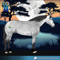 Horse Color:Void Buckskin Chinchilla Dun Rabicano