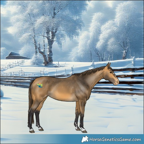 Horse Color:Buckskin Skewed Appaloosa 