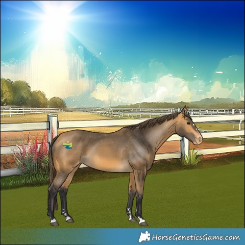 Horse Color:Buckskin Skewed LP Spotted 