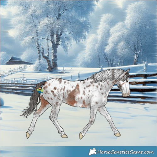 Horse Color:White Spotted Bay Merle Skewed Appaloosa
