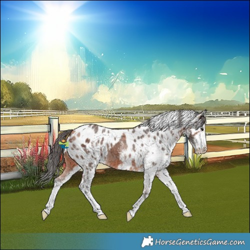 Horse Color:White Spotted Bay Merle Skewed LP Spotted 