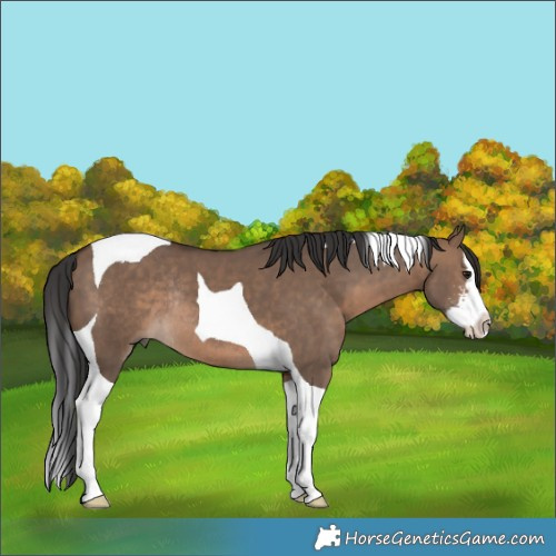 Horse Color:Brown Dun Sabino Splash Tobiano Rabicano 