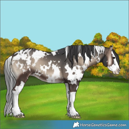 Horse Color:White Spotted Blue Onyx Splash Appaloosa 
