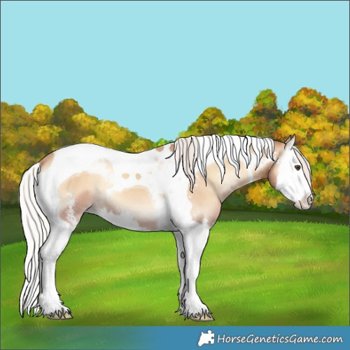 Horse Color:Silver Classic Champagne Onyx Sabino Splash Tobiano Appaloosa 