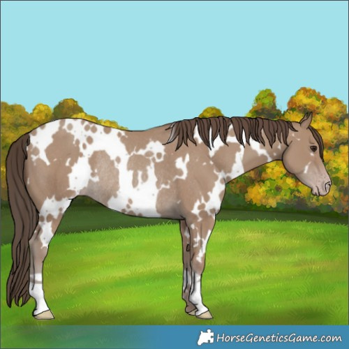 Horse Color:White Spotted Classic Champagne Rabicano 