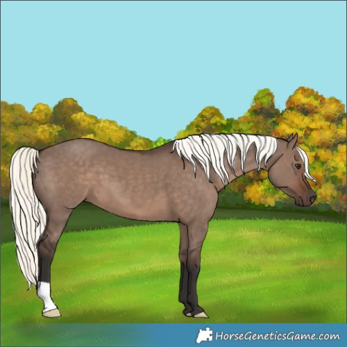 Horse Color:Liver Red Dun Mushroom 
