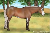Horse Color:Silver Bay Splash Frame Rabicano